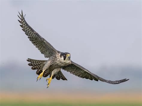 How Big Are Peregrine Falcons? (Wingspan + Size) | Birdfact