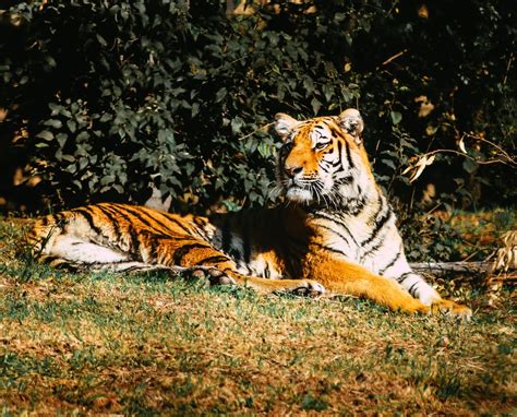 tiger lying on green grass during daytime photo – Free Tiger Image on ...