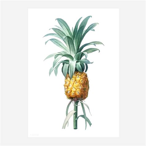 Art Print - Pineapple – ICONOMY