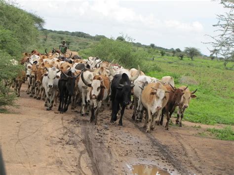 Africans' Ability To Digest Milk Co-Evolved With Livestock ...