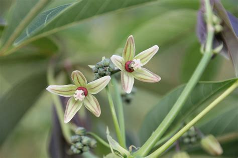 Manihot esculenta - Cassava - Tapioca- Rare Tropical Seeds | Rare ...