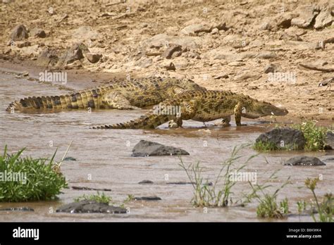 Nile crocodiles emerging from Mara River, Masai Mara, Kenya Stock Photo ...