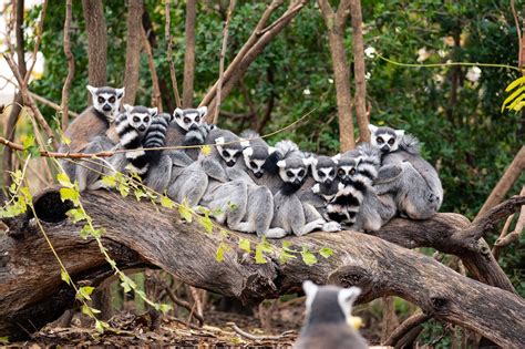 Ring-Tailed Lemur, Lemur catta | New England Primate Conservancy