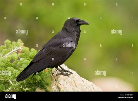 Common Raven (Corvus corax Stock Photo - Alamy