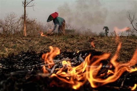 Contoh Kalimat Opini Tentang Kebakaran Hutan – Berbagai Contoh