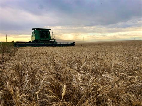 Winter Wheat Harvest Moves North | Red River Farm Network