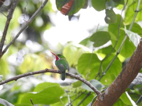 Puerto Rican Tody (Todus mexicanus) | Miles To The Wild