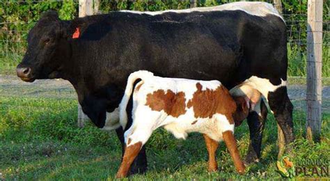 Pinzgauer Cattle: Beautiful Breed Of Cattle - Farming Plan