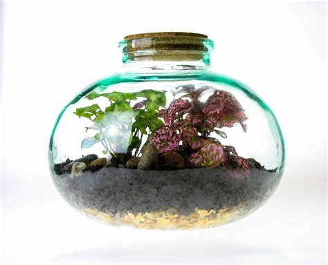 Small Wide Neck Closed Glass Bottle Terrarium 5 litre for indoor plants – The Art of Succulents