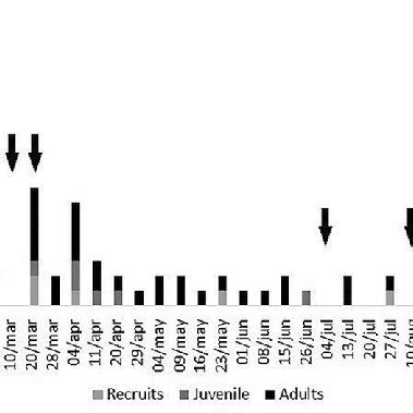 Density per m² and age structure of the population of O. quadrata per... | Download Scientific ...