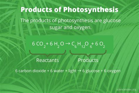 What Are the Products of Photosynthesis?