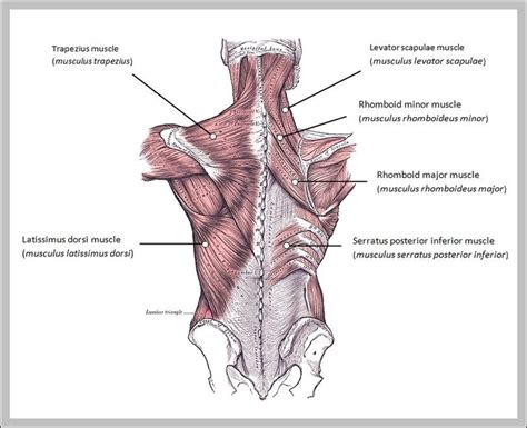 Anatomy Of The Back Muscles Image | Anatomy System - Human Body Anatomy ...