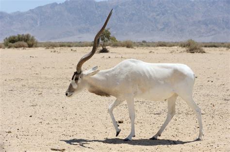 8 Amazing Addax Antelope Facts - Fact Animal