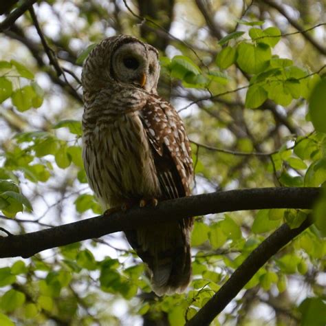 Barred Owl .. Northeast Ohio | Backyard inspiration, Backyard birds, Birds