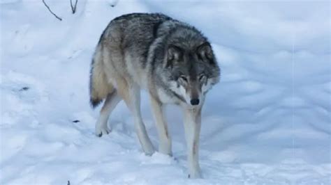 Worlds Largest Wolf Ever Recorded