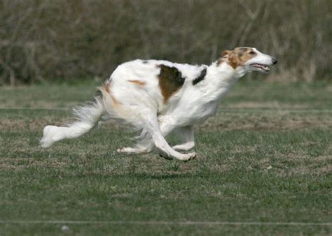 Double suspension running action of the borzoi | Dog anatomy, Borzoi dog, Beautiful dogs