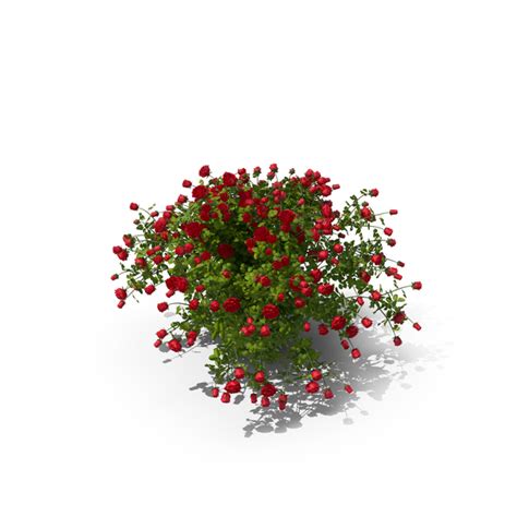 Rose Bush PNG Images & PSDs for Download | PixelSquid - S111587751