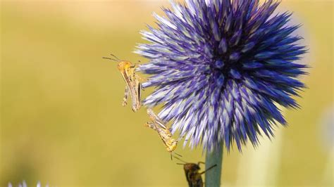 Ask an Expert – Hopping into Action: Tips for Taming Growing Grasshopper Populations | USU