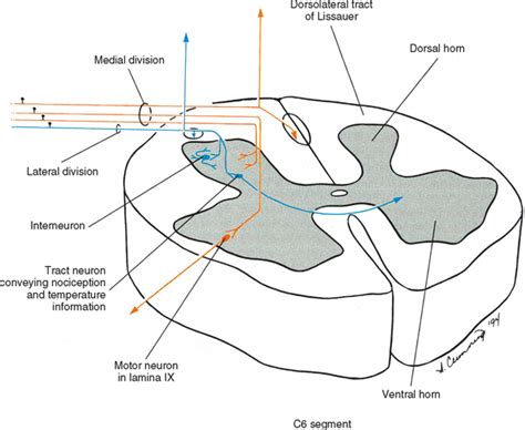 Neuroanatomy of the Spinal Cord | Basicmedical Key