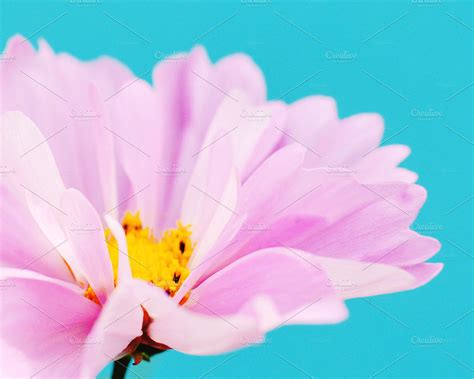 Pink Flower on Teal Background ~ Nature Photos ~ Creative Market