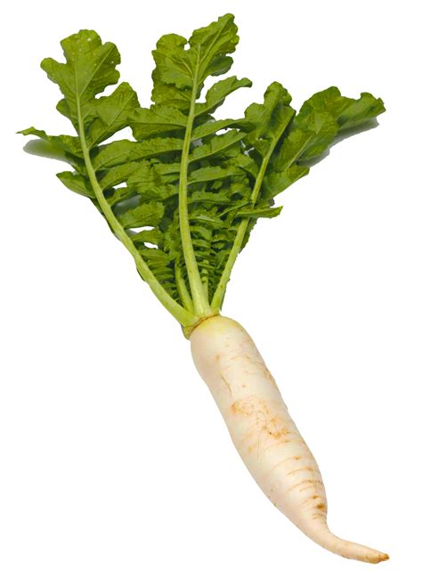 White Radish PNG Image | Radish, Plant leaves, Planting flowers