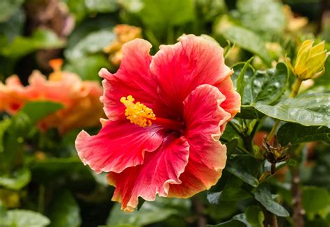 How To Collect Hibiscus Seeds | Storables