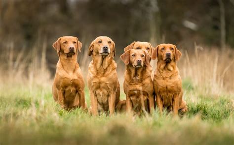 Fox-red labradors: Why red is the new black - Country Life