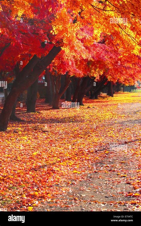 Autumn leaves in Japan Stock Photo - Alamy