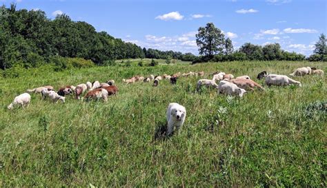 The Animals of Johnson Family Pastures