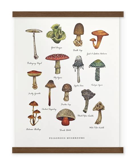 Poisonous Mushroom Chart - Illustrated Art Print by Wild Wander - The Wild Wander