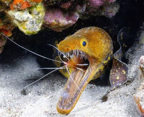 Moray Eel - Muraenidae | TROPICAL FISH