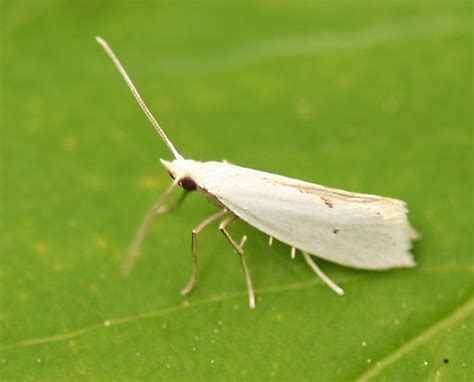 small white moth - Eucalantica polita - BugGuide.Net