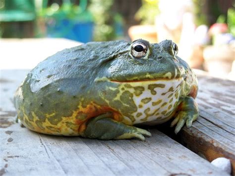 Diary of a Mad Pet Enthusiast: species of the Day: African Bullfrog (Pixie Frog)