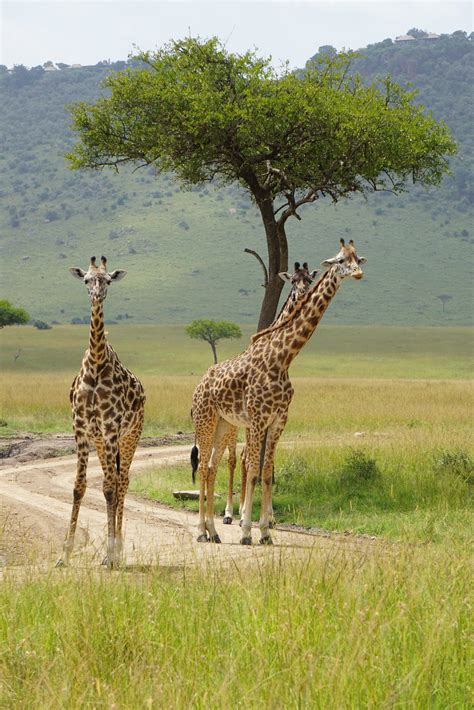 Giraffe Conservation Efforts - Postartica