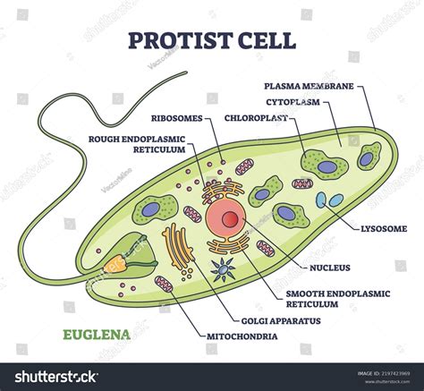 Examples Of Protists For Kids