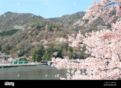 Cherry blossoms in Kyoto Arashiyama Stock Photo - Alamy