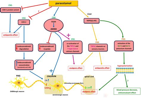 Paracetamol – An old drug with new mechanisms of action - Przybyła ...