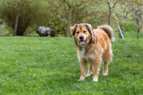 German Shepherd Golden Retriever Mix - The Perfect Family Dog?