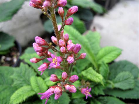 Cave-dwelling plant from Chile flowers for the first time at RBGE – Botanics Stories