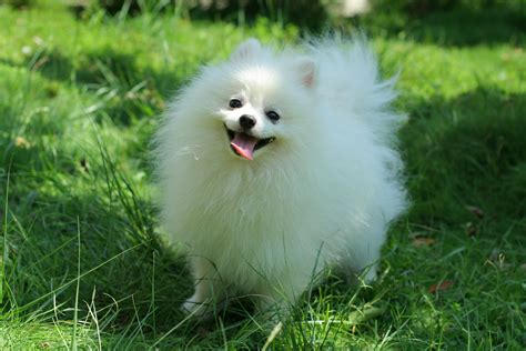 Pomeranian Pictures Photos Pics