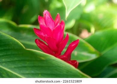 Galangal Flower Stock Photos and Pictures - 2,239 Images | Shutterstock