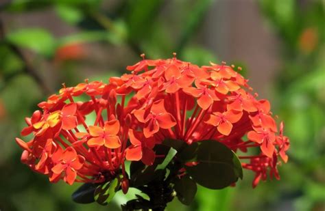 Ixora Coccinea Plant Care: Grow Flame of the Woods Flowers in a Pot