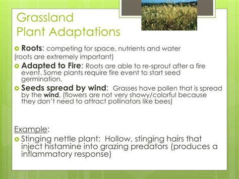 PPT - Biome Adaptations & Niches PowerPoint Presentation - ID:2655272