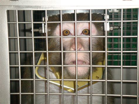 Experiments on Animals: Overview | PETA