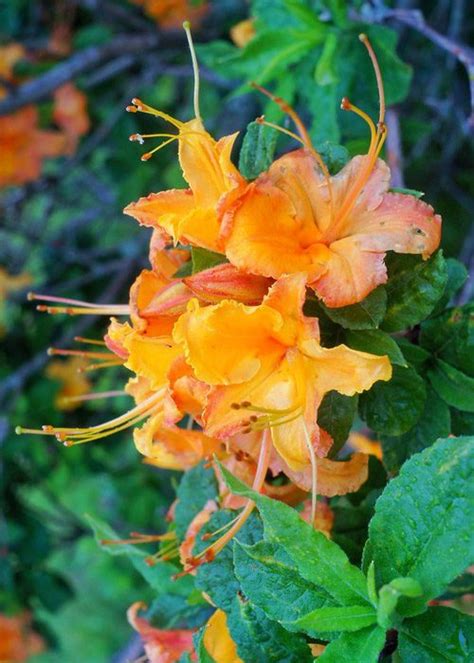 Wildflowers of the Smoky Mountains – Flame Azaleas - Up The Creek RV Camp