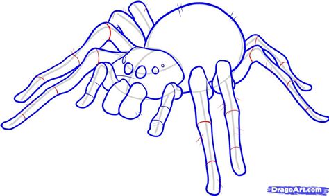 How To Draw A Spider Diagram