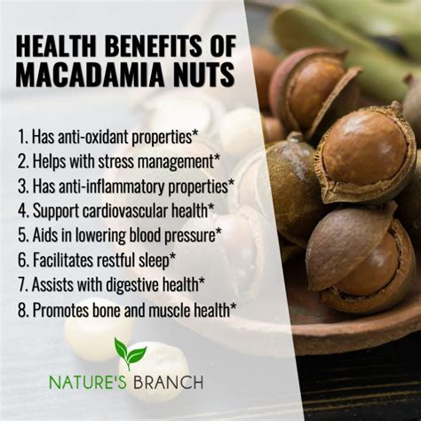 Health Benefits of Macadamia Nuts - Nature's Branch - Healthy Eating - Healthy Snacks - Health ...