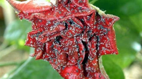 Personal Experience of Dealing with Aphids on Roses - Rosluxnyblog