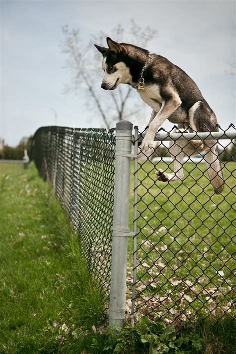 8 Ways to Stop Your Dog From Jumping the Fence | Canine Weekly