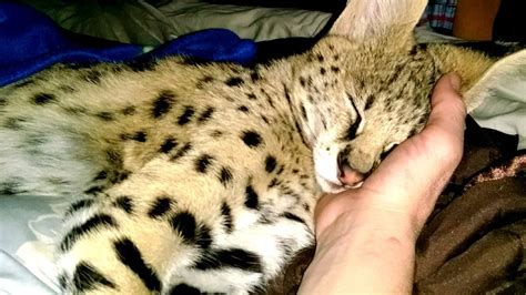 Petition · Domesticated African Serval Noah's Ripped From Loving Home ...